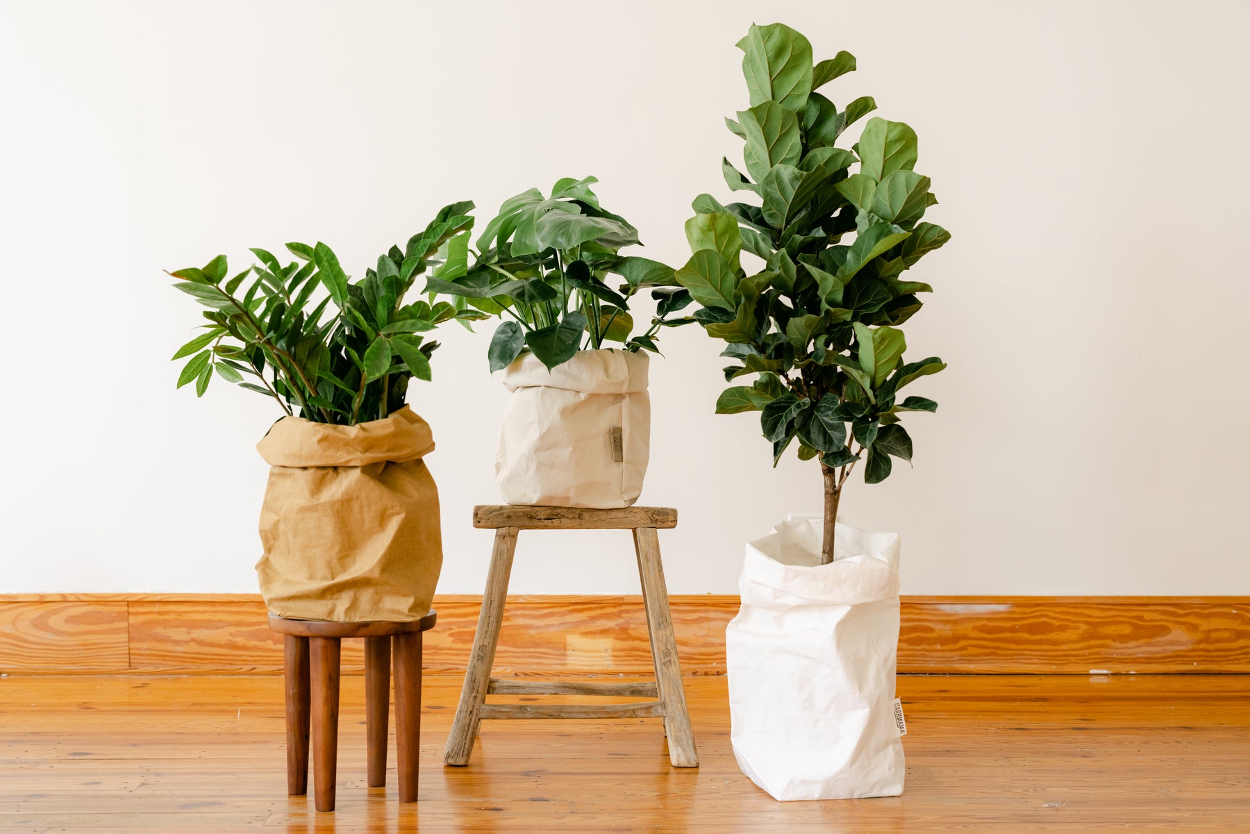 How To Pick The Right Indoor Plants
