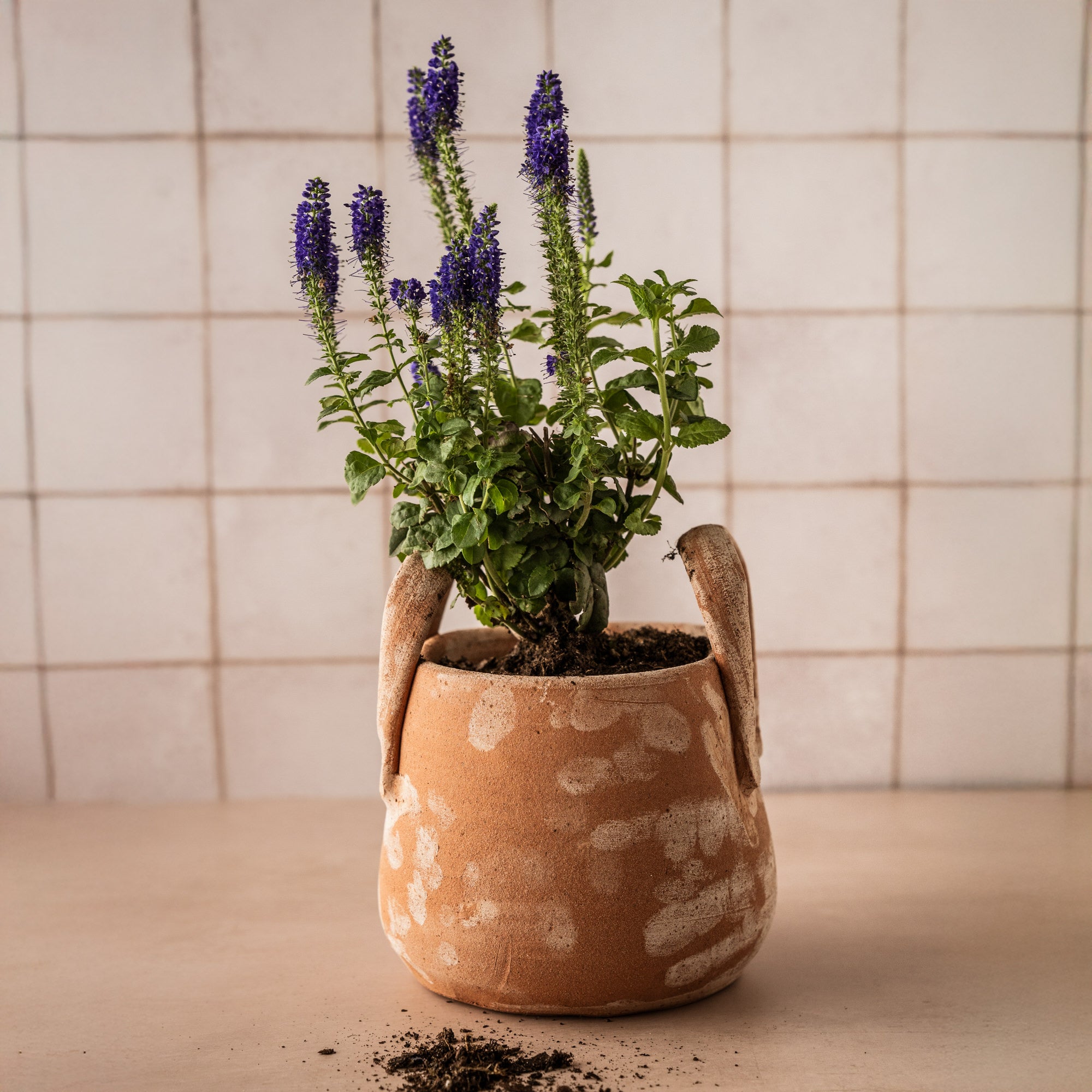 tuscan potted plants TUSCAN POT WITH HANDLES, Mini