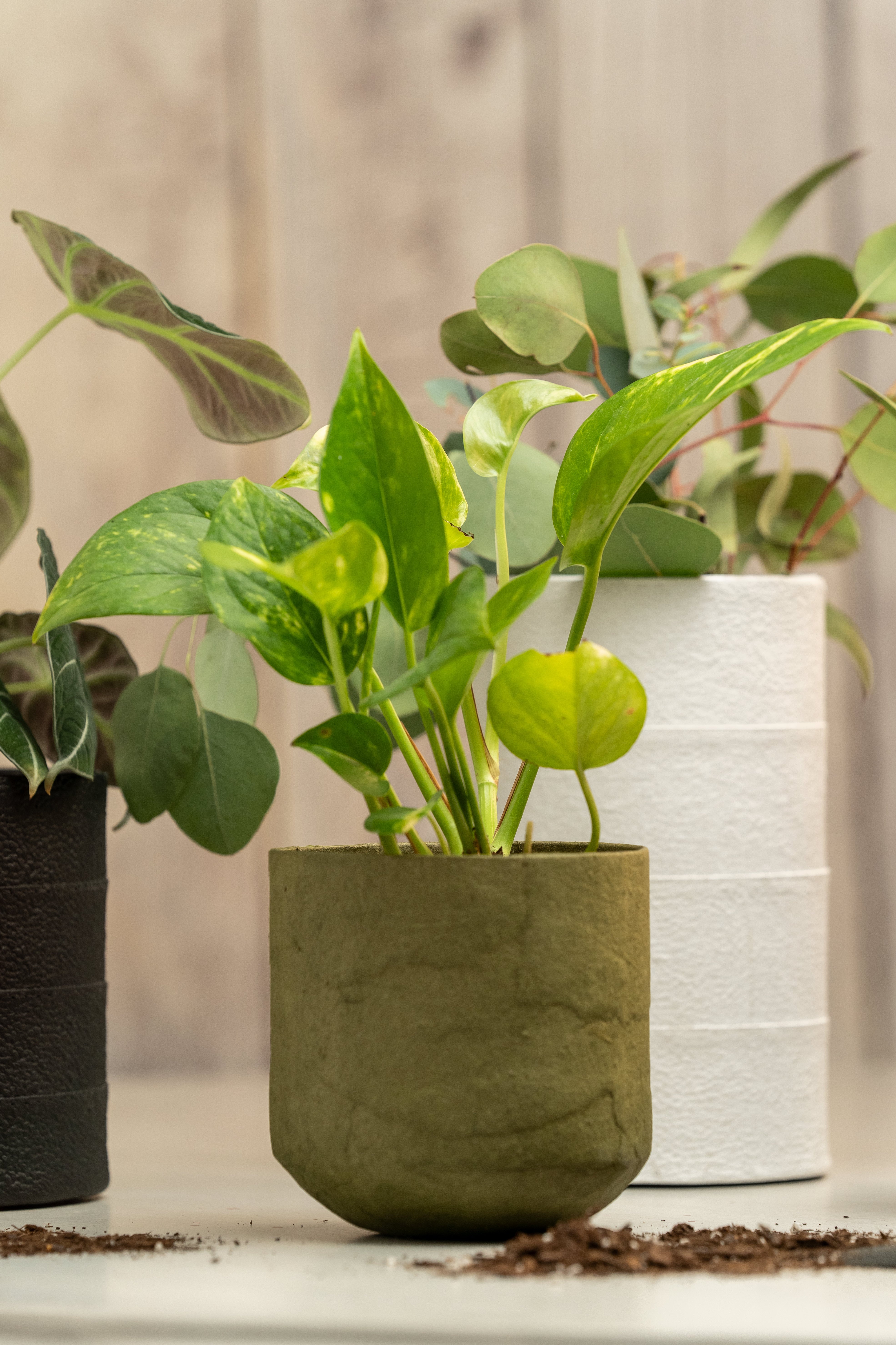 paper pot planter for sale WATERPROOF PAPER POT
