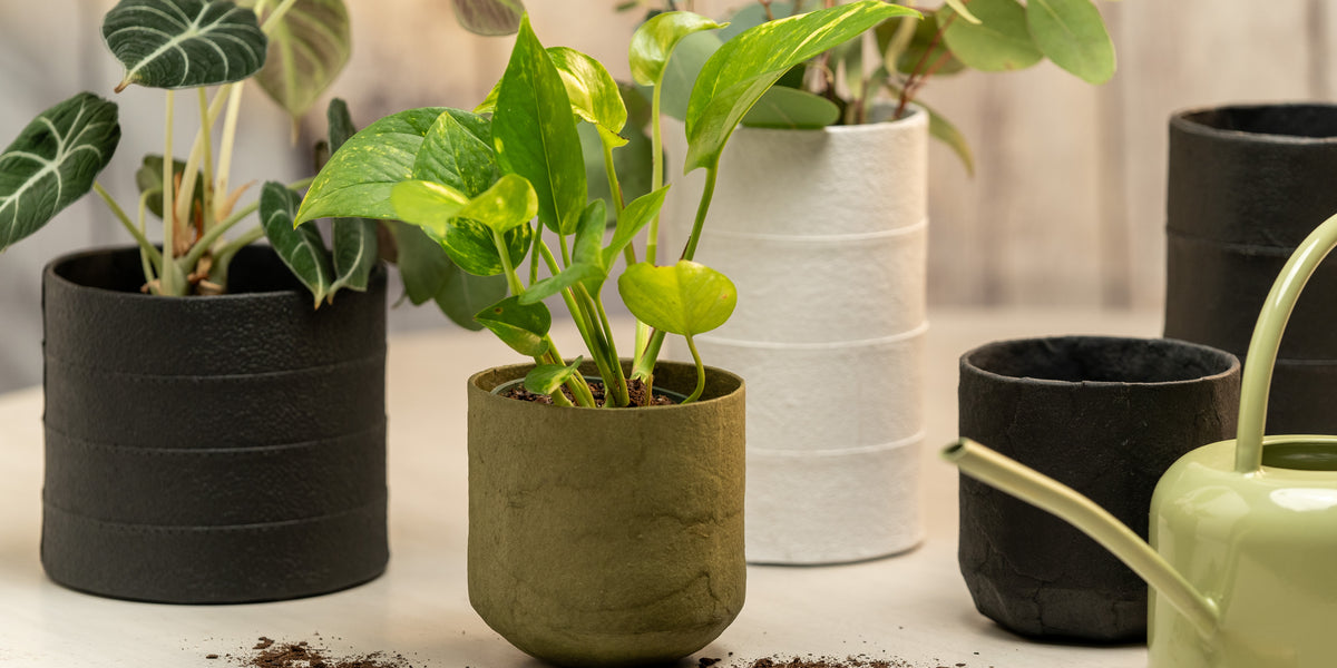 japanese paper pot planter WATERPROOF PAPER POT — Uashmama