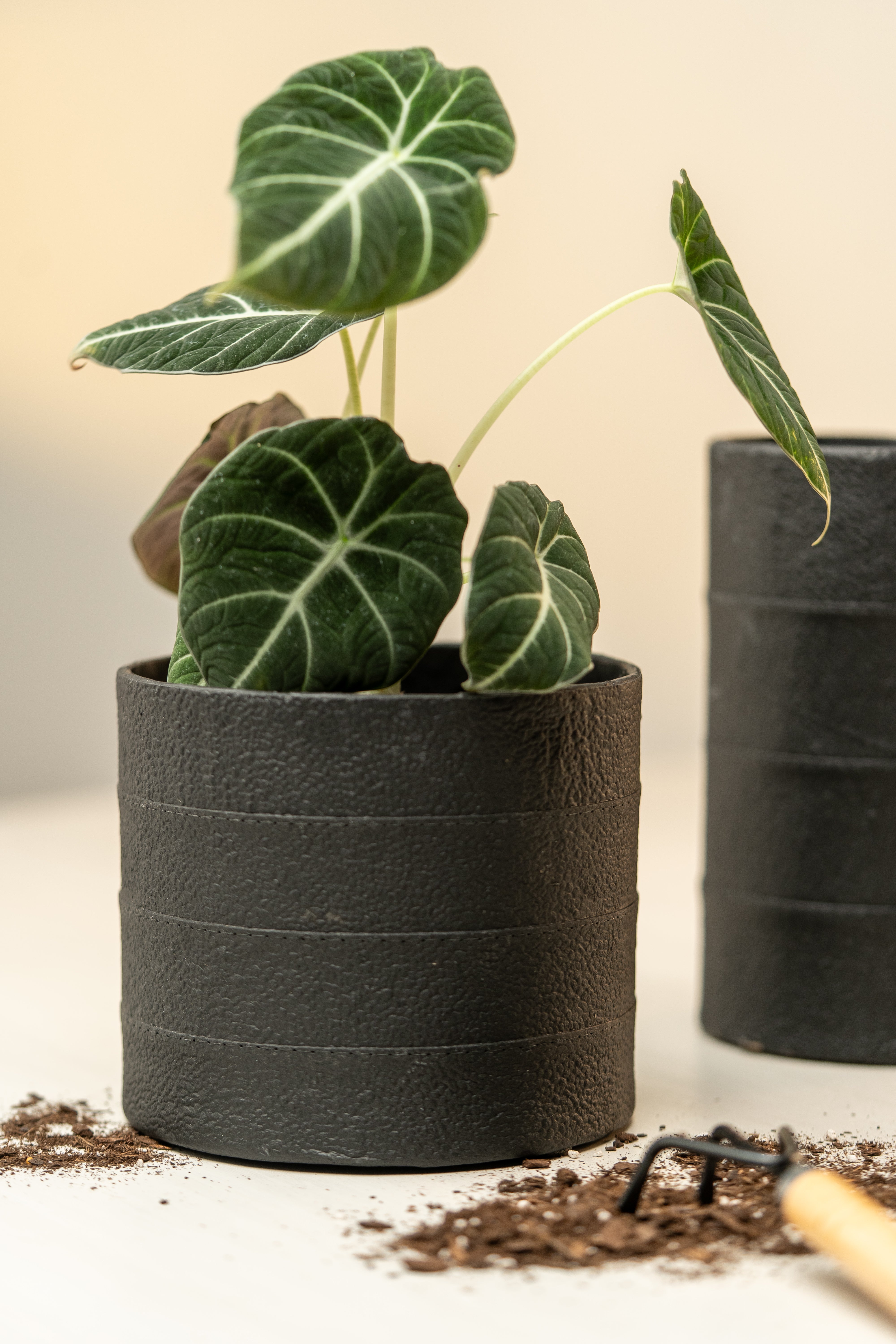 paper pot planter for sale WATERPROOF PAPER POT, Black / Prato